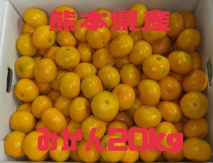 熊本県産みかん20kg【サイズお任せ】