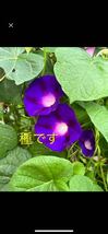 琉球朝顔の種　10粒　紫色　アサガオ あさがお タネ_画像1