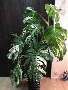 白斑　モンステラボルシギアナ・果実２個（MONSTERA BORSIGIANA WHITE VARIEGATED and 2 Rare Fruits）