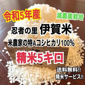 令和5年産伊賀米特Aコシヒカリ100%精米5キロ (農家直送)減農薬栽培