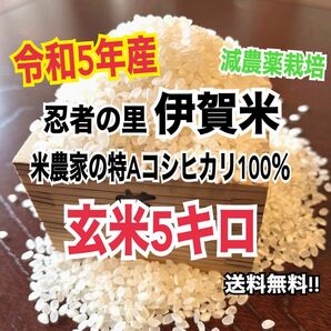 令和5年産伊賀米特Aコシヒカリ100%玄米5キロ (農家直送)減農薬栽培