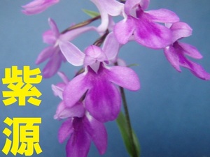 ウチョウラン☆G－４５３♪　銘品　紫源（増殖）原種　☆♪