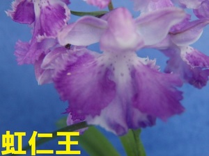 ウチョウラン☆Gー４３３♪花の球根（交配品）虹仁王♪☆K-5839