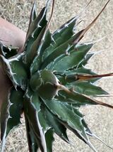 【農園直送】AGAVE アガベ モンタナ　Agave montana コンパクト 美短太葉強棘優良株　ロングスピン　送料無料　全写真現品_画像3