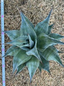 【農園直送】超特大サイズ　AGAVE アガベ　カメオ　オバティフォリア　斑入り　極上斑　希少　agave ovatifolia cameo 特選優良強棘株