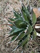 【農園直送】AGAVE アガベ モンタナ　Agave montana コンパクト 美短太葉強棘優良株　ロングスピン　送料無料　全写真現品_画像9