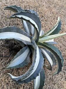 【農園直送】特大サイズ　AGAVE アガベ アメリカーナ　華厳　メディオピクタ・アルバ　斑入　americana var. medio-picta 全写真現品