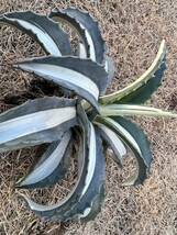 【農園直送】特大サイズ　AGAVE アガベ アメリカーナ　華厳　メディオピクタ・アルバ　斑入　americana var. medio-picta 全写真現品_画像6