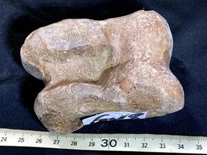 氷河期大型草食動物化石・G068・228g（中国産化石標本）