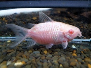 ☆ Бесплатная доставка ☆ Corydoras albino pantanal encis ②