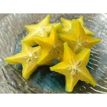 【送料込】沖縄産スターフルーツ約２キロ｜星のようなスライスがかわいいさぁ～｜五斂子（ゴレンシ）とも言います_画像6