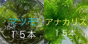 無農薬マツモ＋アナカリス各15本セット