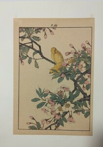 ▽音【真作】 木版画　花鳥絵　新版画　　　　　　　　　　＊今尾景年画　＊春景色＊カイドウ　カナリヤ日本画　　本物　逸品