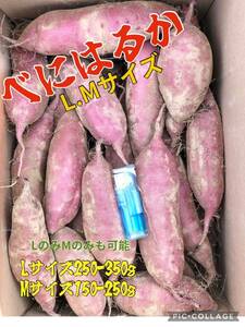 さつまいも べにはるか　【L.M】サイズ　【20キロ】Lサイズ250〜350g Mサイズ150〜250g 【LサイズのみMサイズのみも可能】