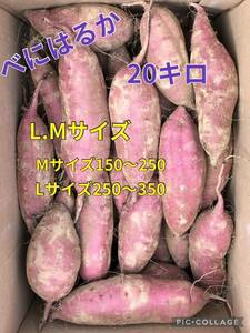 さつまいも べにはるか　【L.Mサイズ】Lサイズ250〜350g Mサイズ150〜250g 【20キロ】