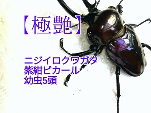 【DON】極艶　紫紺　ニジイロクワガタ　初令　　幼虫　5頭セット　ピカール累代　