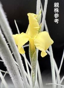 T. caliginosa × T. crocata チランジア カリギノーサ・クロカータ交配 花に芳香あり 【ネームタグ付き】