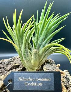 Tillandsia ionantha 'Evolution' チランジア イオナンタ エボリューション 【ネームタグ付き】