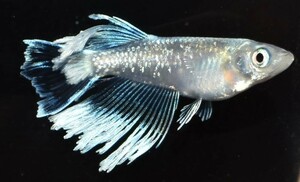 【雅めだか】レーヴ　幼魚6匹　亜種表現　画像親です