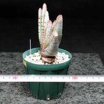 アロエ コンプレッサ シストフィラ aloe compressa v.schistophila_画像2