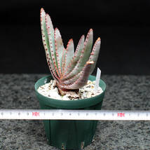 アロエ コンプレッサ シストフィラ aloe compressa v.schistophila_画像4