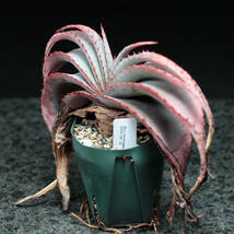 アロエ スプラフォリアータ Aloe suprafoliata_画像4
