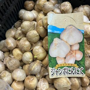 ジャンボニンニク種子　30片　島根県産