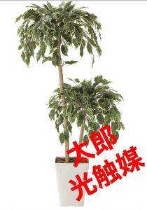 光の楽園　光触媒　人工観葉植物　ウォールグリーン　フェイクグリーン　ゴールデンフィカスダブル1.2