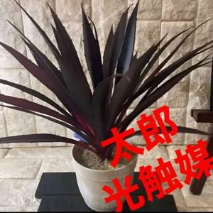 光触媒　人工観葉植物　ウォールグリーン　フェイク　ロングアガベ