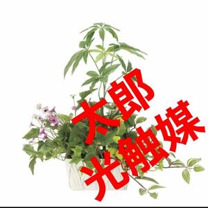 光の楽園　光触媒　人工観葉植物　ウォールグリーン　フェイクグリーン　寄せ植えパキラb