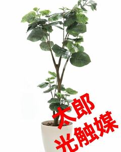 光の楽園　光触媒　人工観葉植物　ウォールグリーン　フェイクグリーン　ウンベラータ1.8