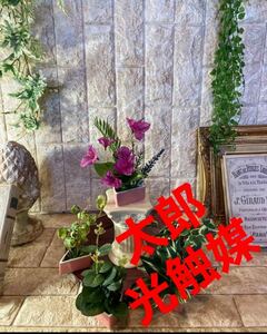 光触媒　人工観葉植物　ウォールグリーン　フェイクグリーン　3角5種