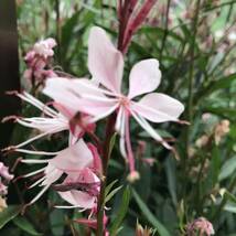 花の種☆ガウラ混合☆ピコティ、白、夕映え、ピンク、濃ピンク等花色混合☆草丈も色々混合☆_画像6