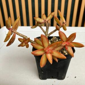 多肉植物 ☆アドルフィファイヤーストーム☆9センチポット植え☆カットで子株吹きます！根付き苗あとわずか！