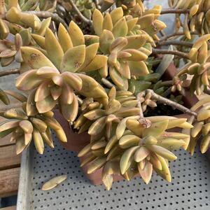 多肉植物 ☆カリフォルニアレインボー☆ピンク棒☆大☆カット苗☆寄せ植えの差し色に☆カットで沢山子吹きます☆抜き苗対応致します