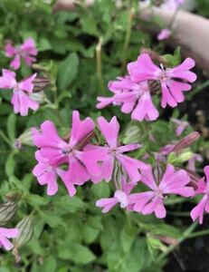 花の種☆シレネ　フクロナデシコ☆無選別☆毎年こぼれ種でよく咲きます☆たくさん植えてボーダー花壇にも！