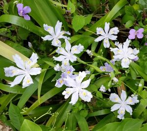 シャガ 抜き苗 7本　つぼみあり1本含む　グランドカバーにも 7株　射干 アヤメ科 花苗 苗 山野草　