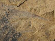 澄江チェンジャン・関山◆18◆アノマロカリス類の腕　大型化石！_画像10
