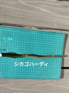 シカゴハーディ いちじく　穂木