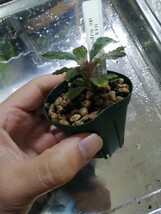 Bucephalandra sp Nanga Tang kin水上_画像4