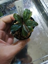 Bucephalandra sp Nanga Tang kin水上_画像3