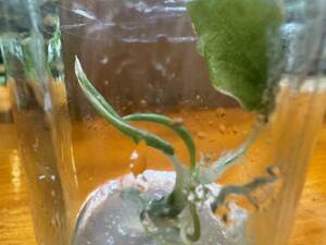 プレミアム培養　アグラオネマ　ロータス　デライト　tissue culture Aglaonema Lotus Delight