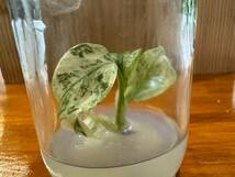 プレミアム培養　モンステラ　デリシオーサ　ペパーミント　tissue culture monstera deliciosa pepper mint_画像3