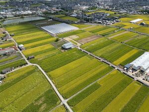 奈良県産「ひのひかり」玄米　30kg 2023年刈り取り　新米