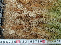 水苔　生ミズゴケ　２５ｃｍ以上の長いもの　新鮮な上品　フウラン　富貴蘭　万年青　セッコク　№２９_画像3