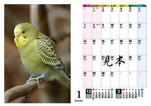 セキセイインコ・鳥写真カレンダー2024　B6サイズ。ワンタッチで卓上にも壁掛けにもなる3Wayカレンダー_画像5