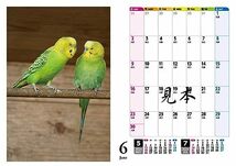 セキセイインコ・鳥写真カレンダー2024　B6サイズ。ワンタッチで卓上にも壁掛けにもなる3Wayカレンダー_画像10