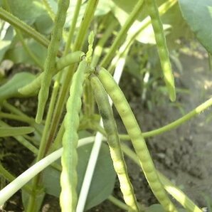 まめやの底力 中国産 緑豆 3ｋg（1ｋｇ×3袋）の画像3