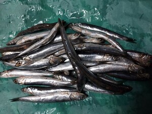 se Glo picton herring 15~18cm 90 pcs rank 1.5k set 1780 jpy prompt decision 