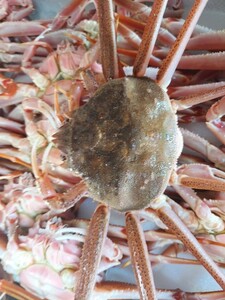  large raw pair missing matsuba crab male 32cm5 pcs 1.65kg rank 1 set 4500 jpy prompt decision 